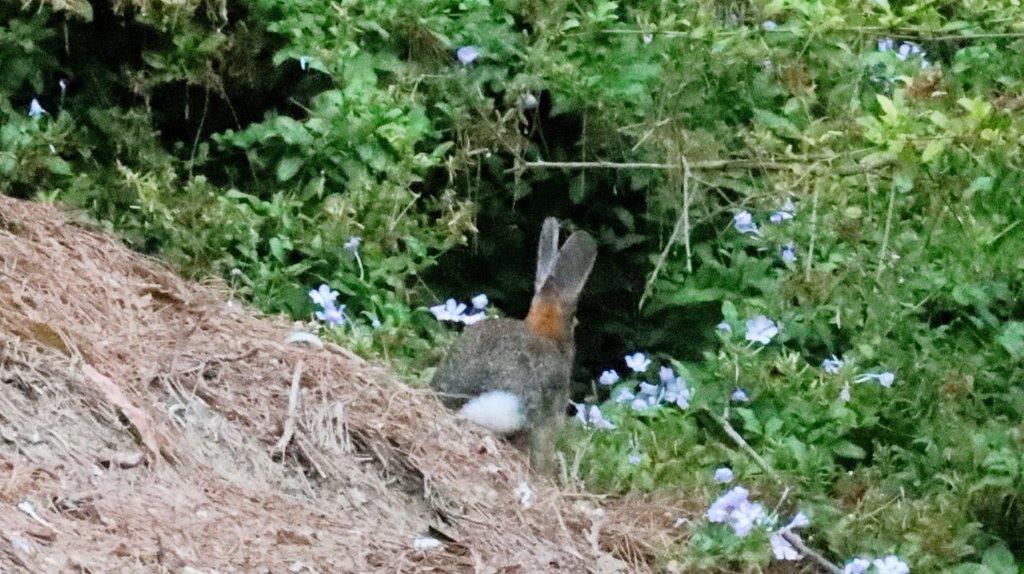 A rabbit sitting in the grass

Description automatically generated