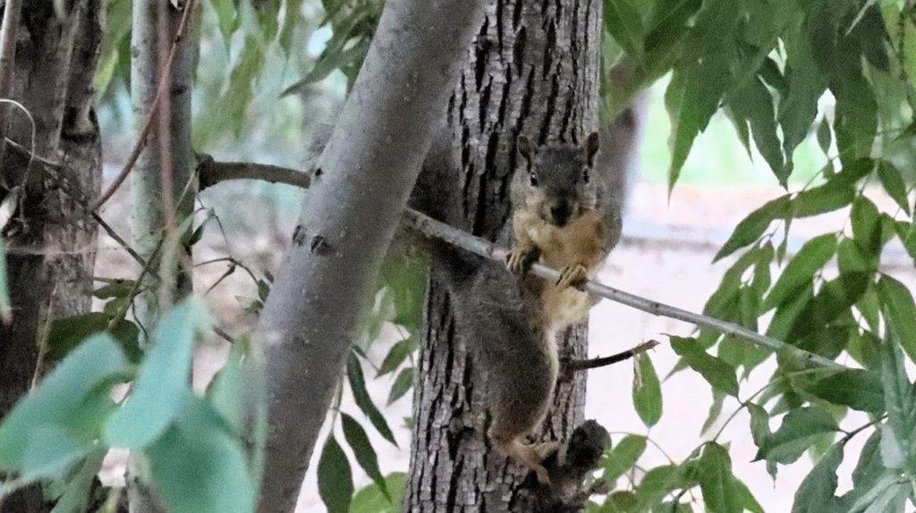 A squirrel climbing a tree

Description automatically generated