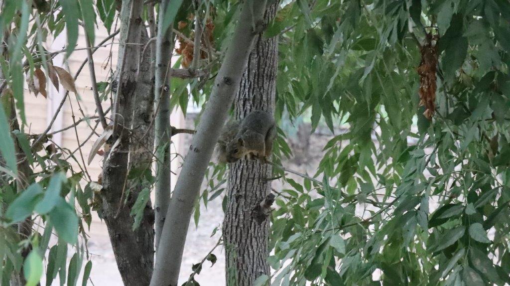 A squirrel on a tree

Description automatically generated