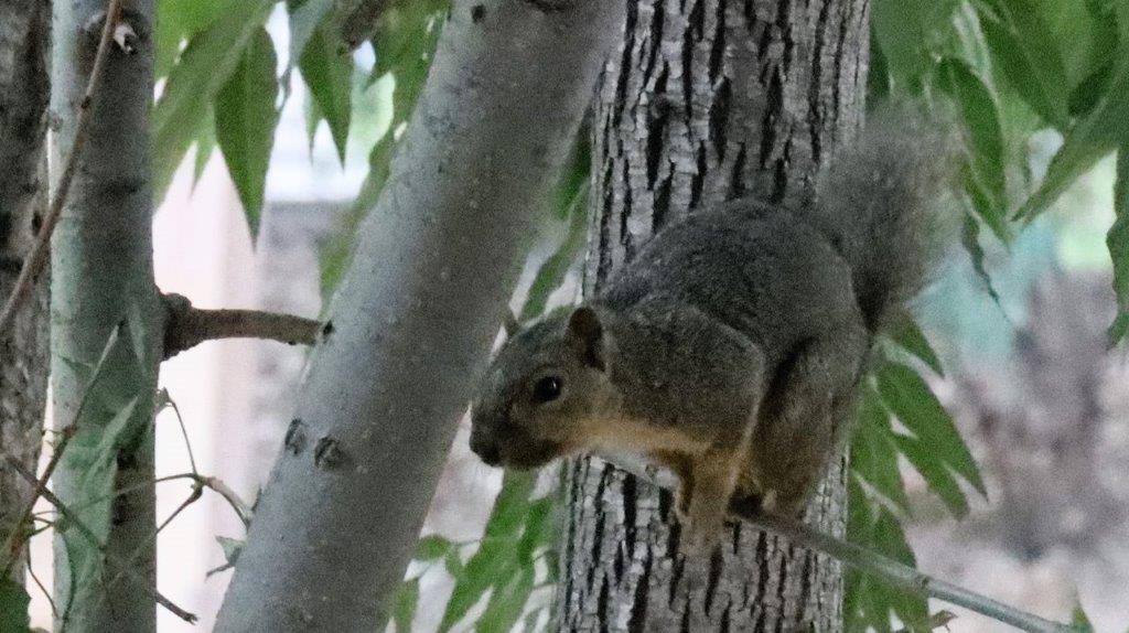 A squirrel on a tree

Description automatically generated