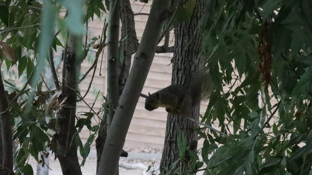 A squirrel in a tree

Description automatically generated