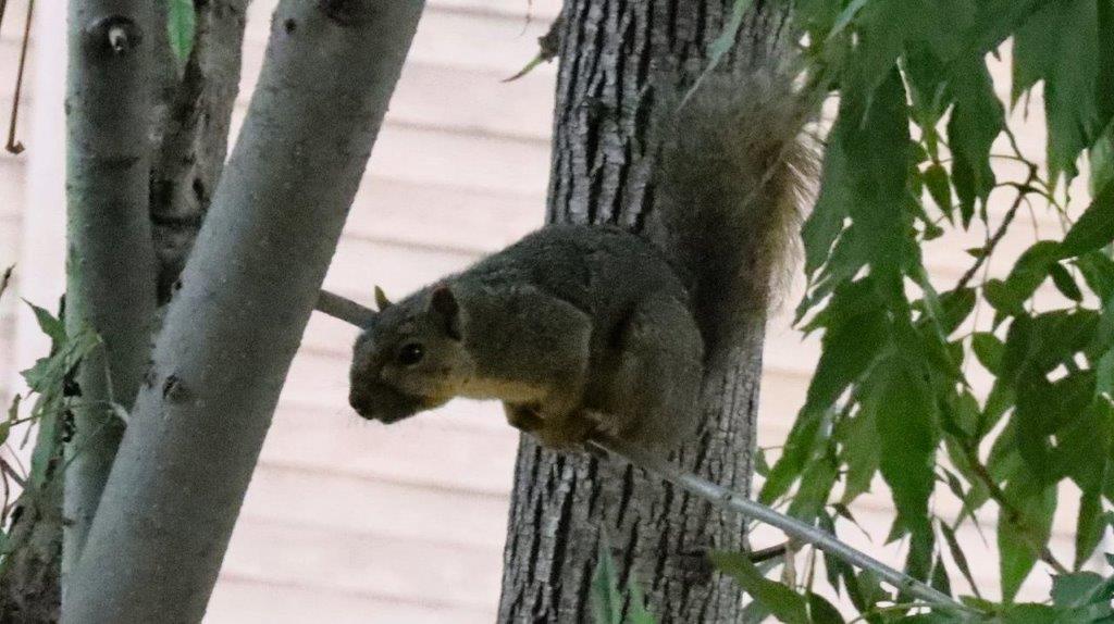 A squirrel on a tree

Description automatically generated