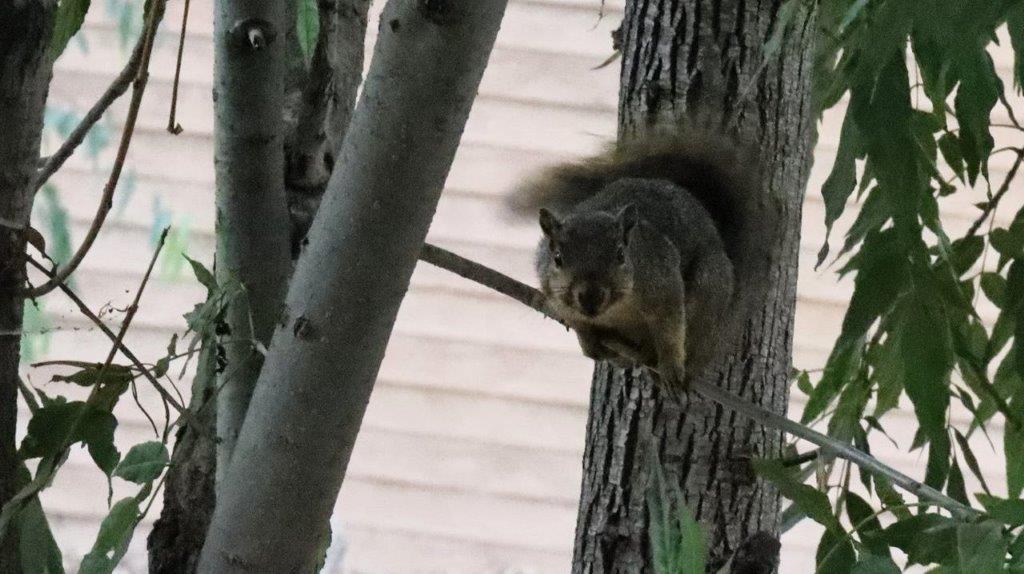 A squirrel sitting on a tree branch

Description automatically generated