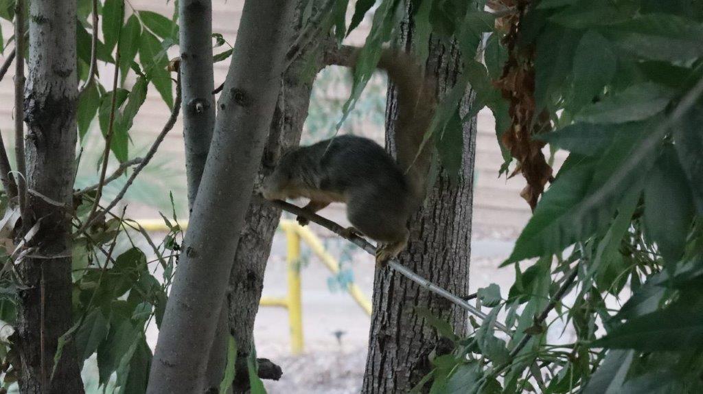 A squirrel climbing a tree

Description automatically generated