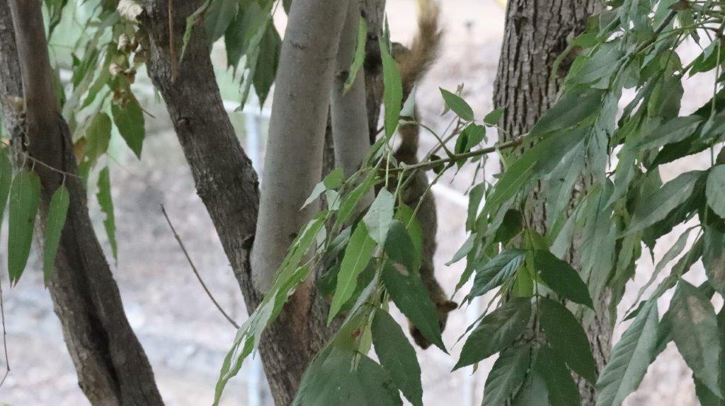 A squirrel climbing a tree

Description automatically generated