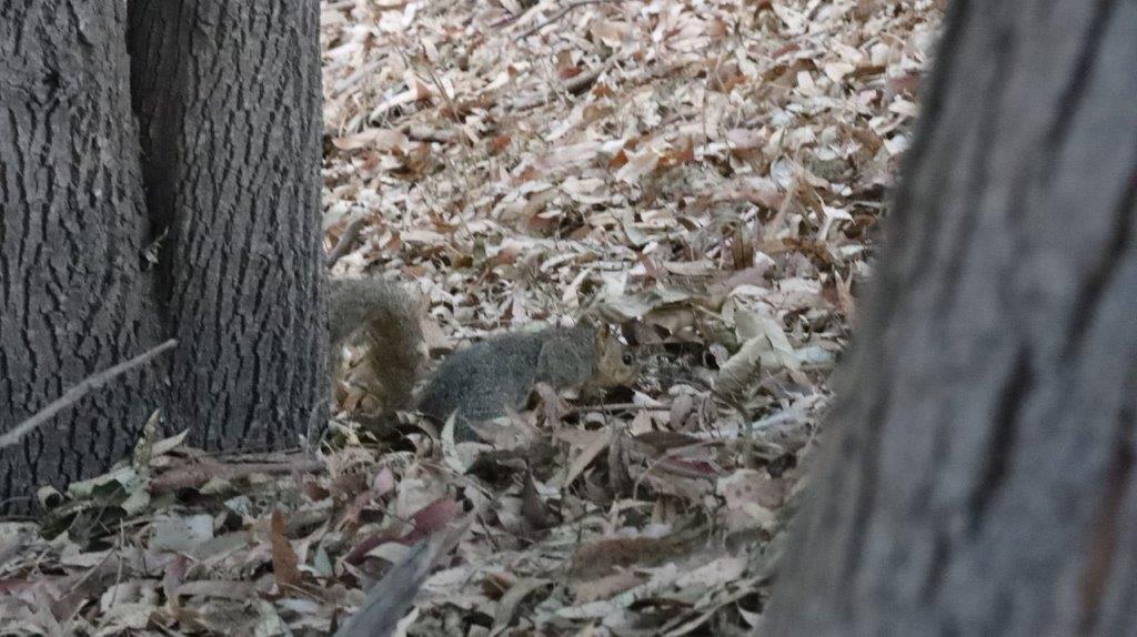 A squirrel in the leaves

Description automatically generated