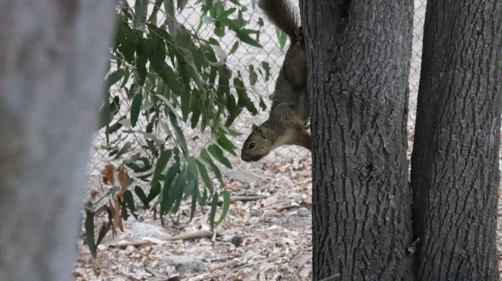 A squirrel peeking through a tree

Description automatically generated