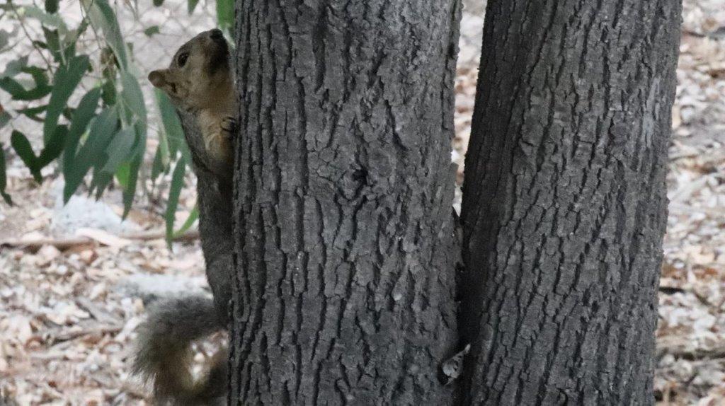 A squirrel peeking around a tree

Description automatically generated