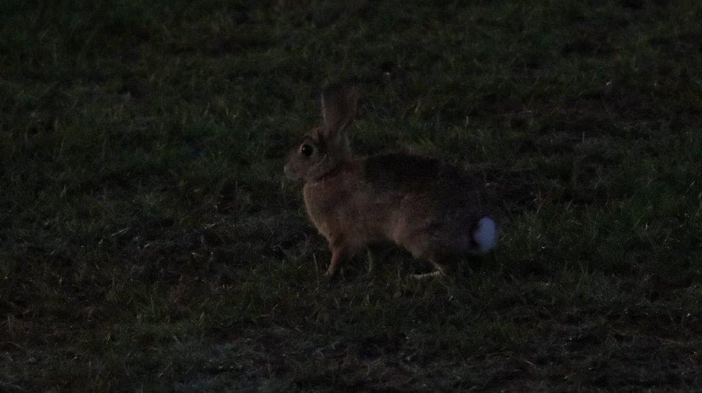 A rabbit standing in the grass

Description automatically generated