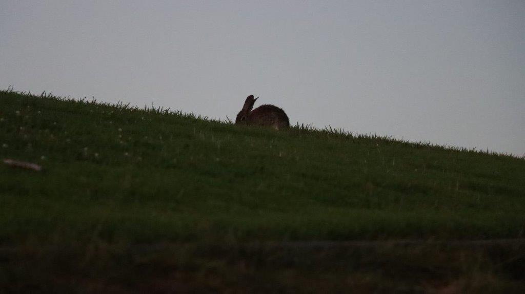 A rabbit sitting on a grassy hill

Description automatically generated