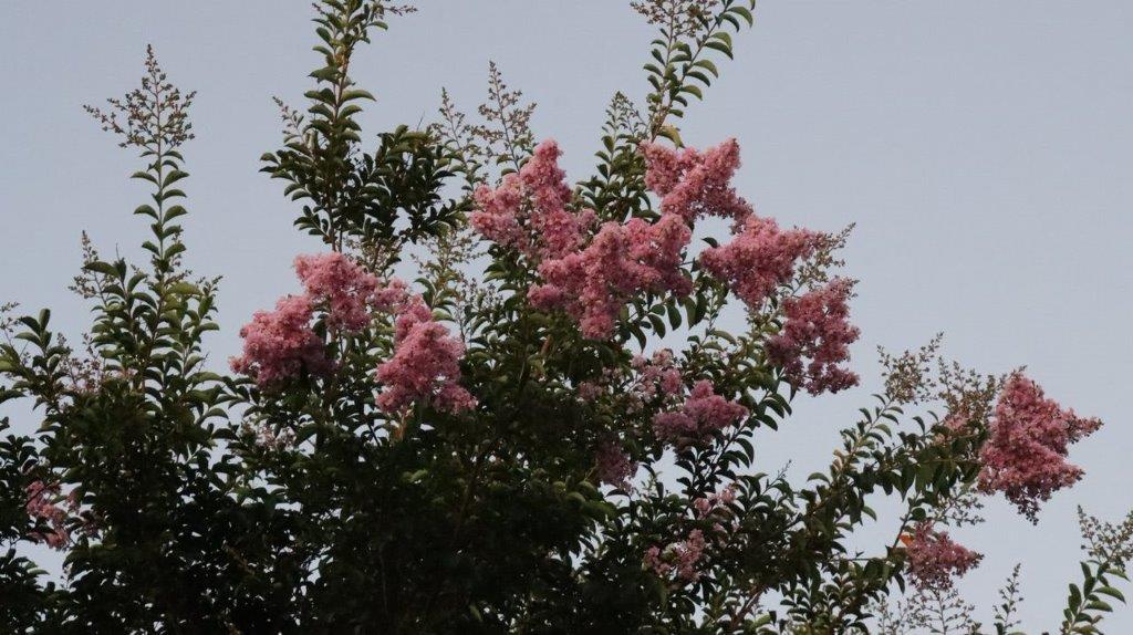 A close-up of a tree with pink flowers

Description automatically generated