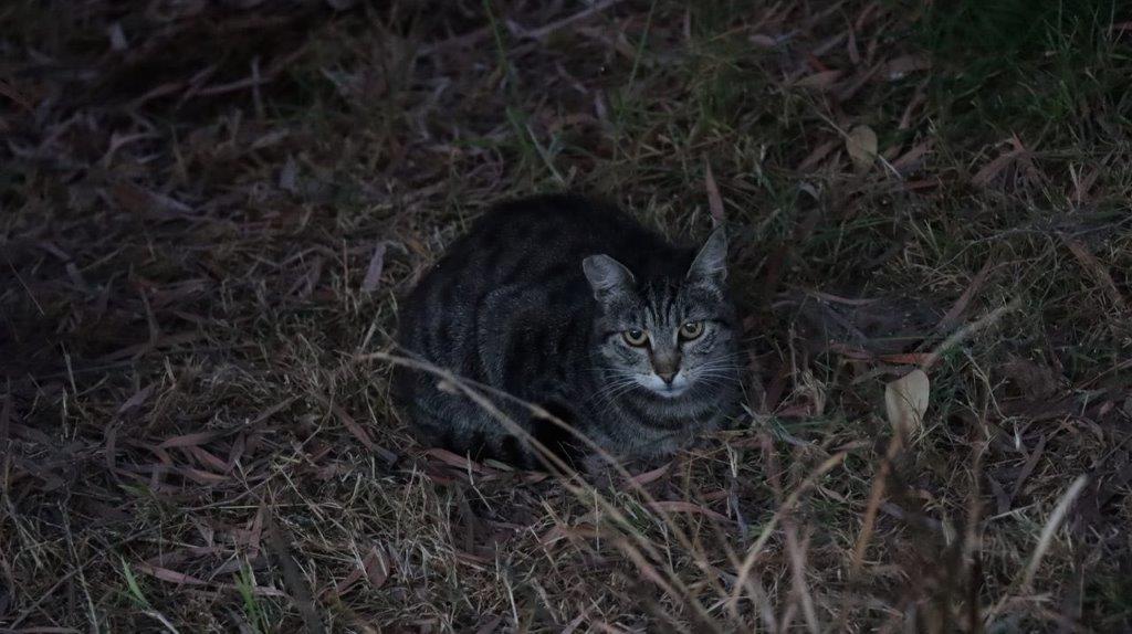 A cat sitting in the grass

Description automatically generated