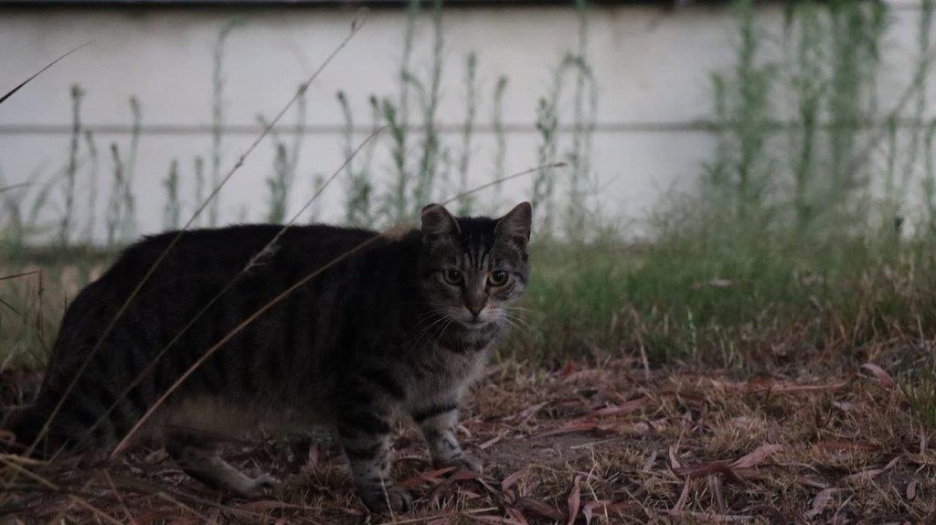 A cat standing on the ground

Description automatically generated