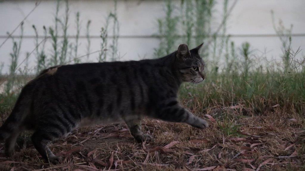 A cat walking on the ground

Description automatically generated