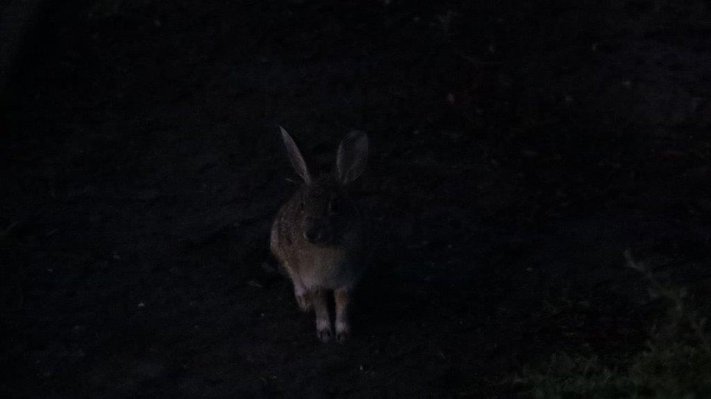 A rabbit sitting in the dark

Description automatically generated