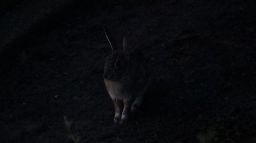 A rabbit standing on the ground

Description automatically generated