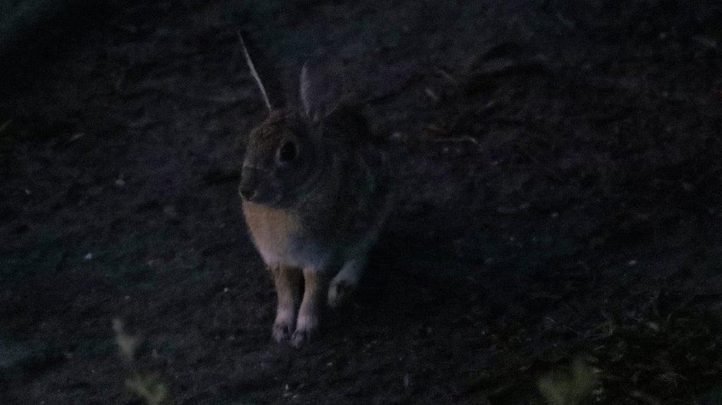 A rabbit standing on the ground

Description automatically generated