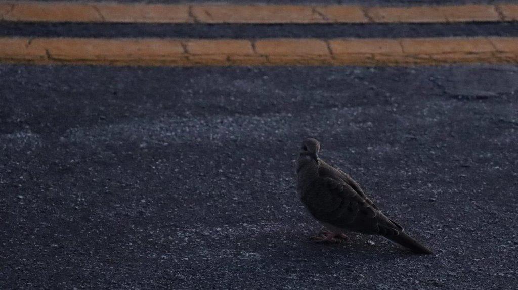 A bird standing on the street

Description automatically generated