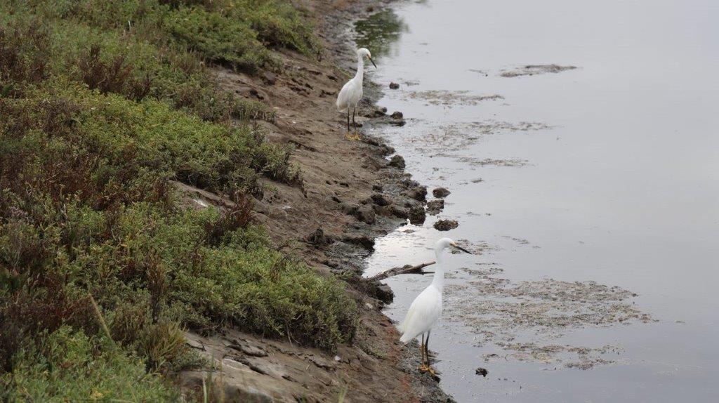 A couple of white birds on a shore of a lake

Description automatically generated