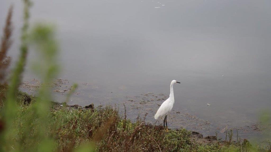 A white bird standing on the shore of a lake

Description automatically generated