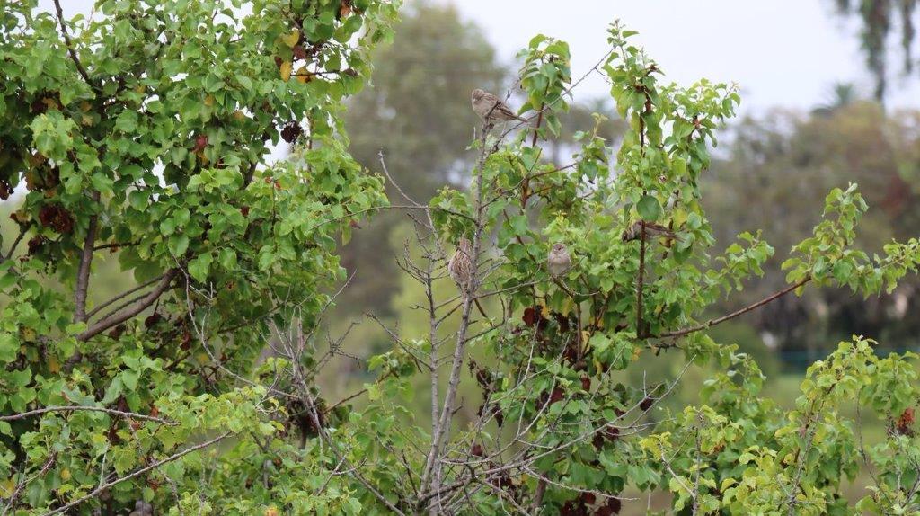 A bird on a tree branch

Description automatically generated