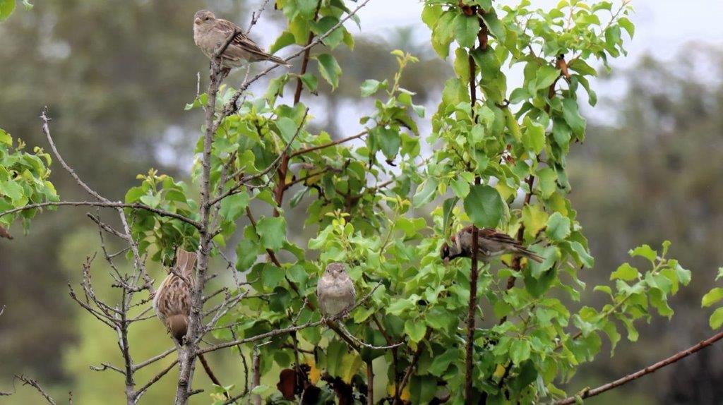 A group of birds on a tree branch

Description automatically generated