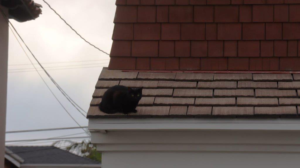 A cat sitting on a roof

Description automatically generated