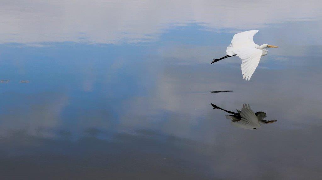 A bird flying over water

Description automatically generated