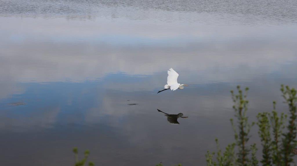 A bird flying over water

Description automatically generated