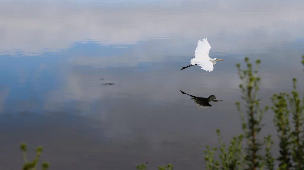 A bird flying over water

Description automatically generated