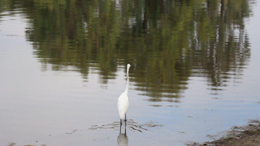 A white bird standing in water

Description automatically generated