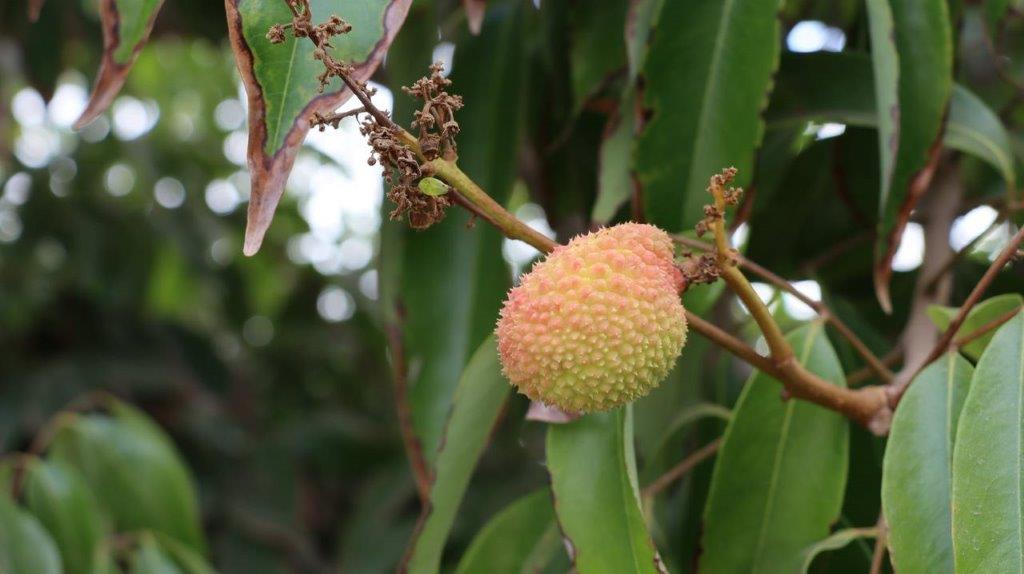 A fruit on a tree

Description automatically generated