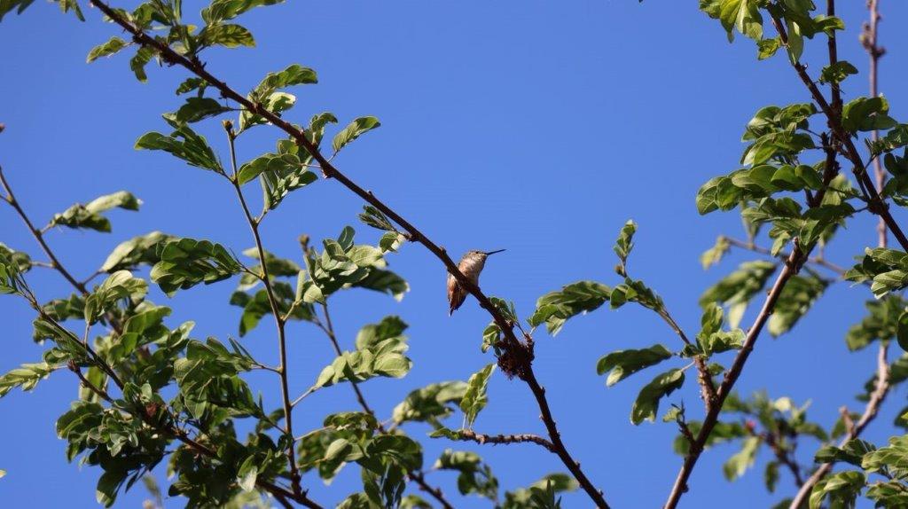 A bird sitting on a branch

Description automatically generated