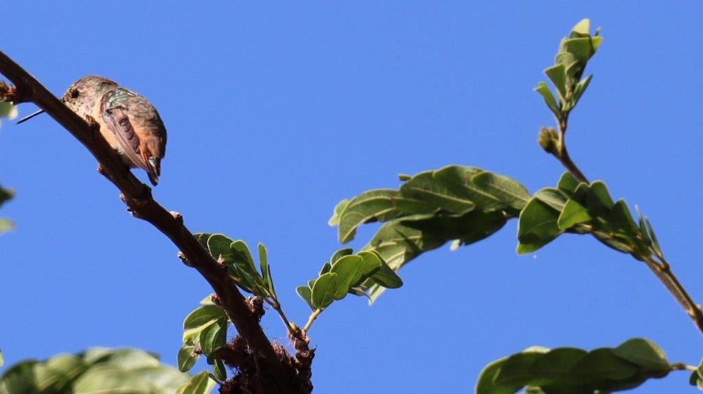 A bird perched on a branch

Description automatically generated