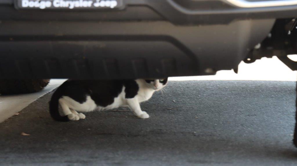 A cat under a car

Description automatically generated