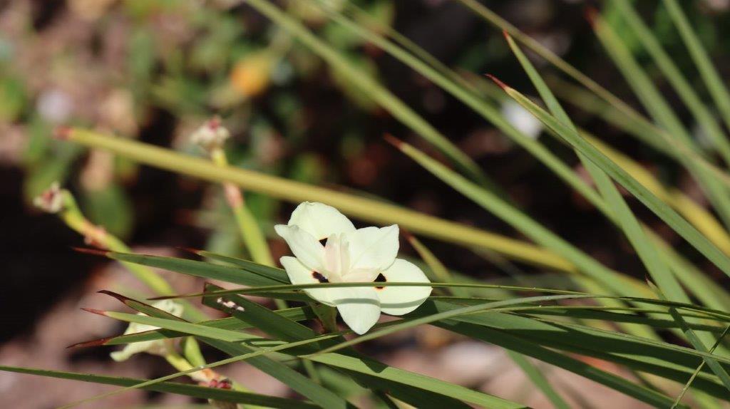 A white flower on a green plant

Description automatically generated