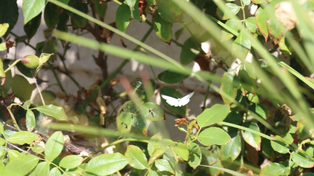 A white butterfly on a plant

Description automatically generated