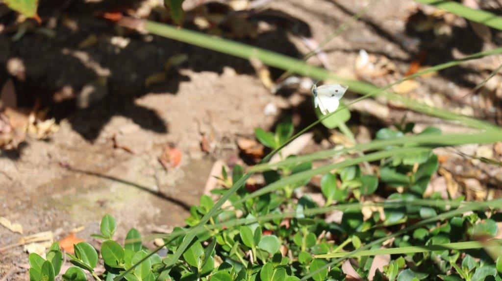 A butterfly on a plant

Description automatically generated