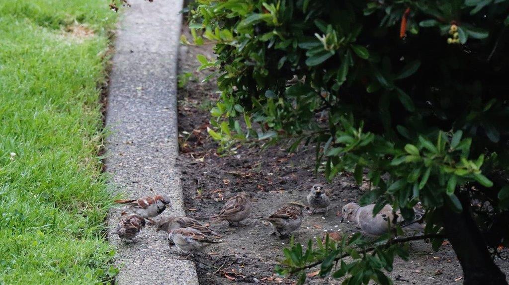 A group of birds on the ground

Description automatically generated