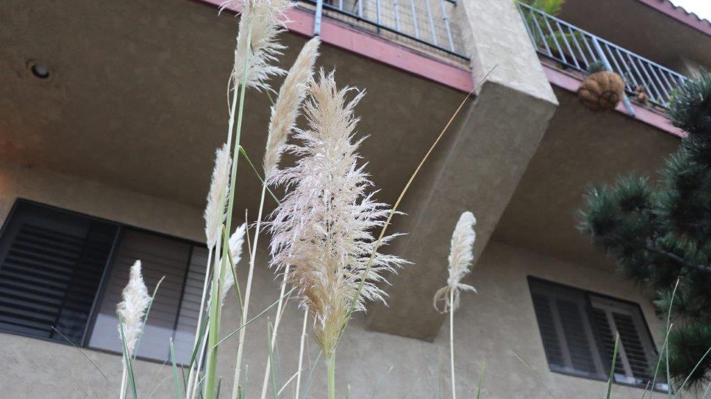 A tall grass in front of a building

Description automatically generated