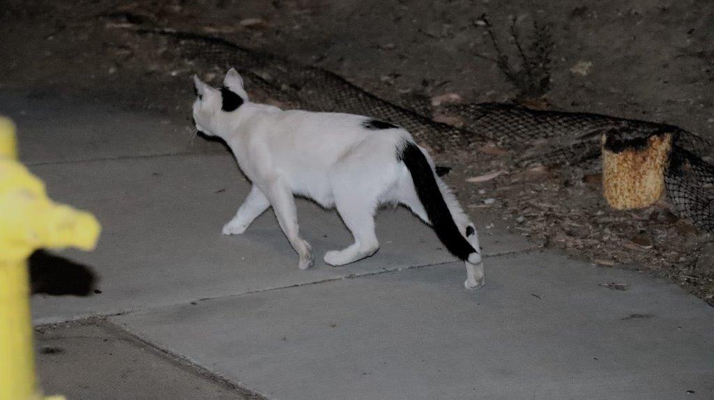 A cat walking on a sidewalk

Description automatically generated