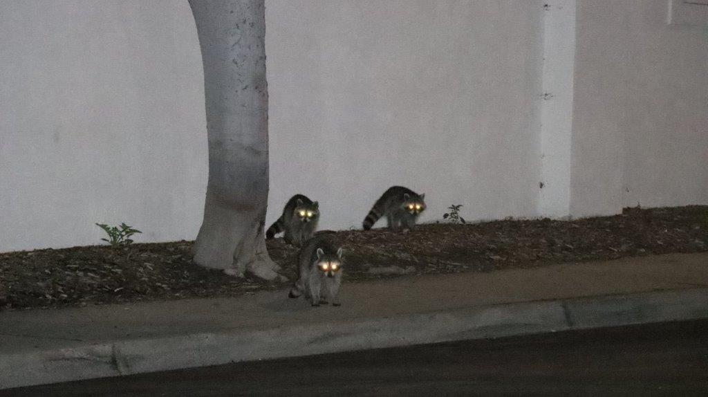 A group of raccoons on a sidewalk

Description automatically generated