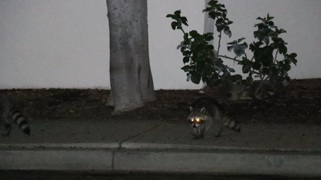 A raccoon with glowing eyes

Description automatically generated