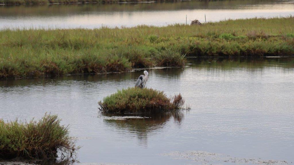 A bird on a small island in water

Description automatically generated