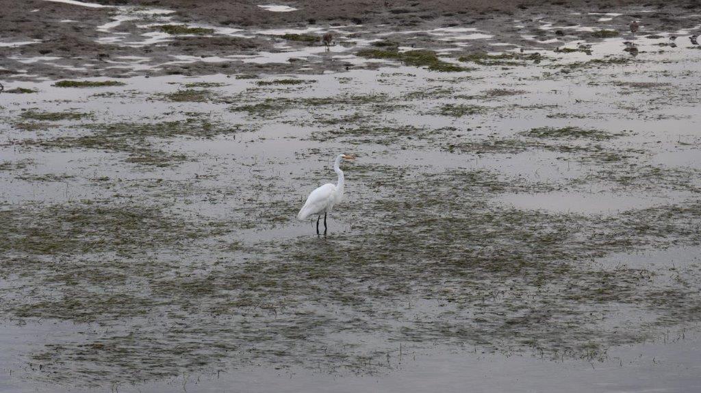 A bird standing in the water

Description automatically generated