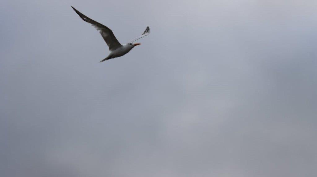 A bird flying in the sky

Description automatically generated