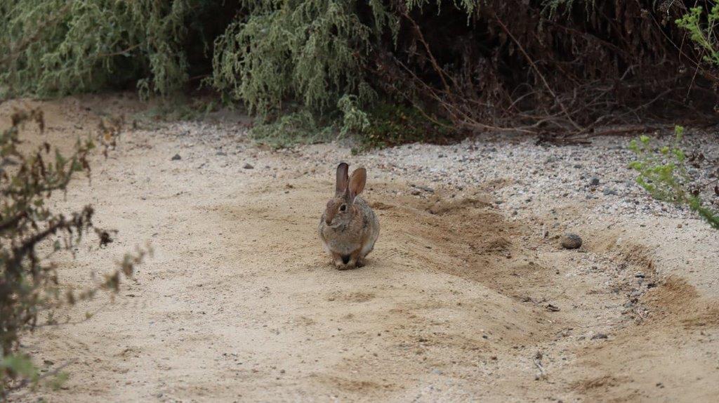 A rabbit sitting on the ground

Description automatically generated