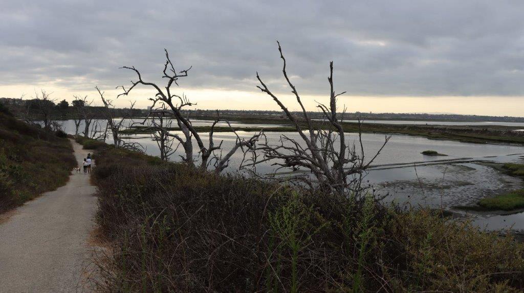 A trees next to a body of water

Description automatically generated