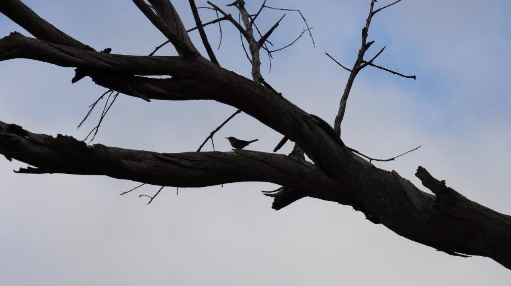 A bird on a tree branch

Description automatically generated