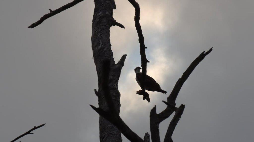 A bird perched on a tree branch

Description automatically generated